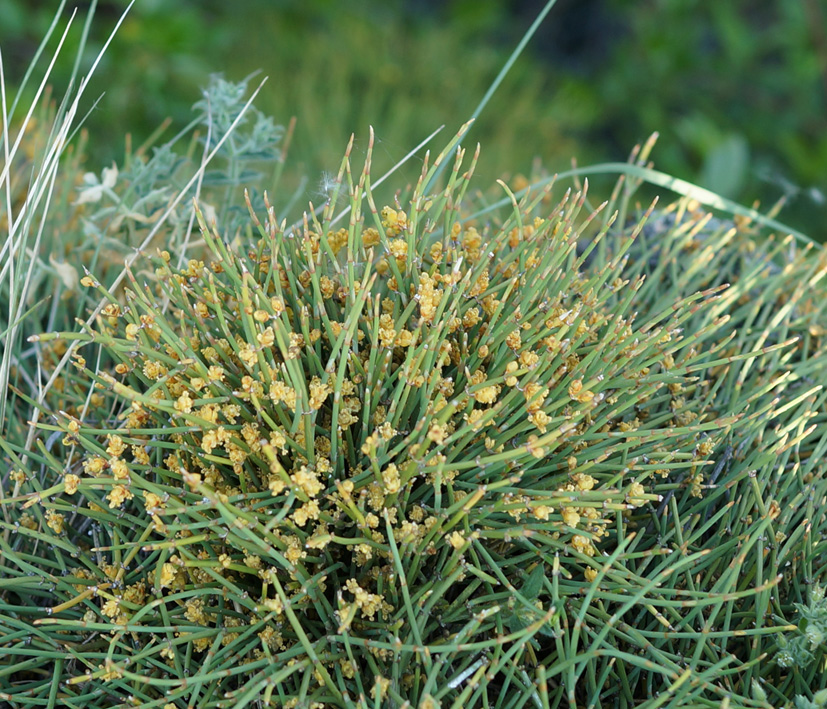 Изображение особи Ephedra monosperma.