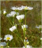 Erigeron annuus. Соцветие. Чувашия, окр. г. Шумерля, Кумашкинский заказник, Соколова поляна. 3 августа 2009 г.