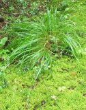 Calamagrostis arundinacea. Растение в чернично-зеленомошном ельнике со сфагновыми пятнами. ЦЛГЗ, Тверская обл. Начало августа.