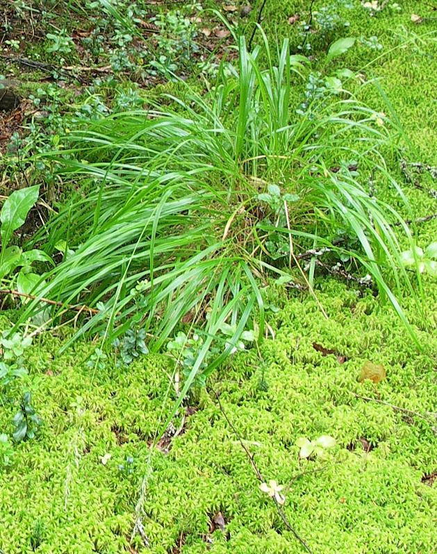 Изображение особи Calamagrostis arundinacea.