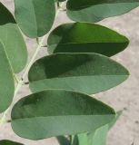 Robinia luxurians