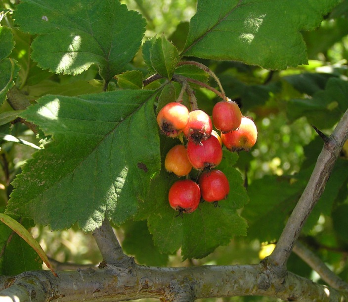 Image of Crataegus maximowiczii specimen.