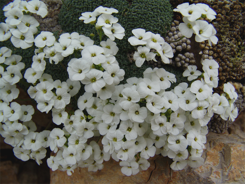 Image of Draba ossetica specimen.