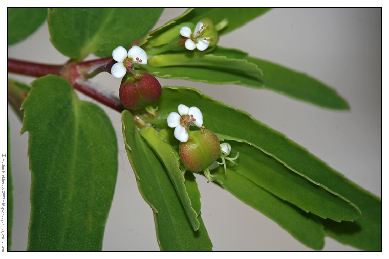 Image of Euphorbia nutans specimen.