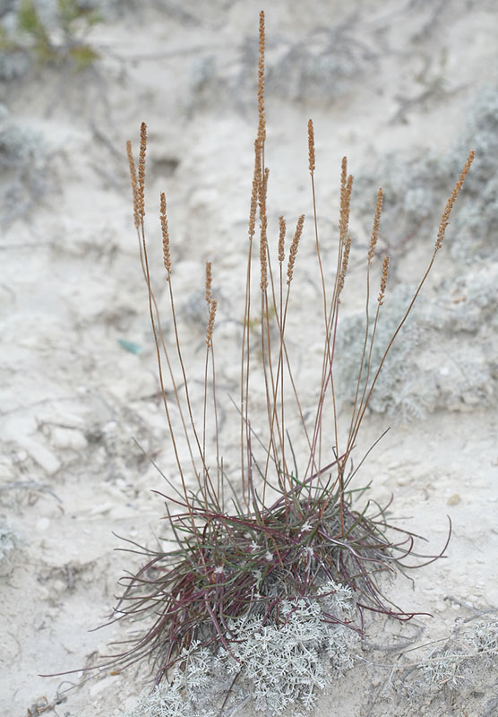 Изображение особи Plantago salsa.