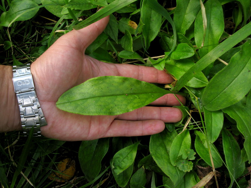 Image of Myosotis butorinae specimen.