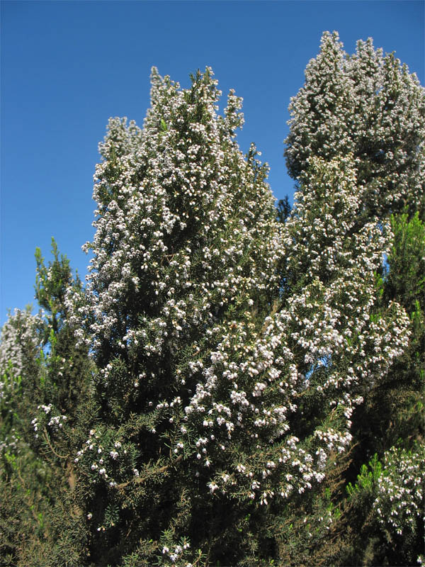 Image of Erica arborea specimen.