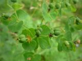 Euphorbia borodinii. Завязывающиеся плоды-регмы. Архангельская обл., Вельский р-н. 1 августа 2009 г.