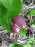 Cypripedium macranthos. Бутон на верхушке побега. Иркутская обл., окрестности г. Бодайбо, р. Бодайбинка, светлый березняк на высоком берегу. 12.06.2008.