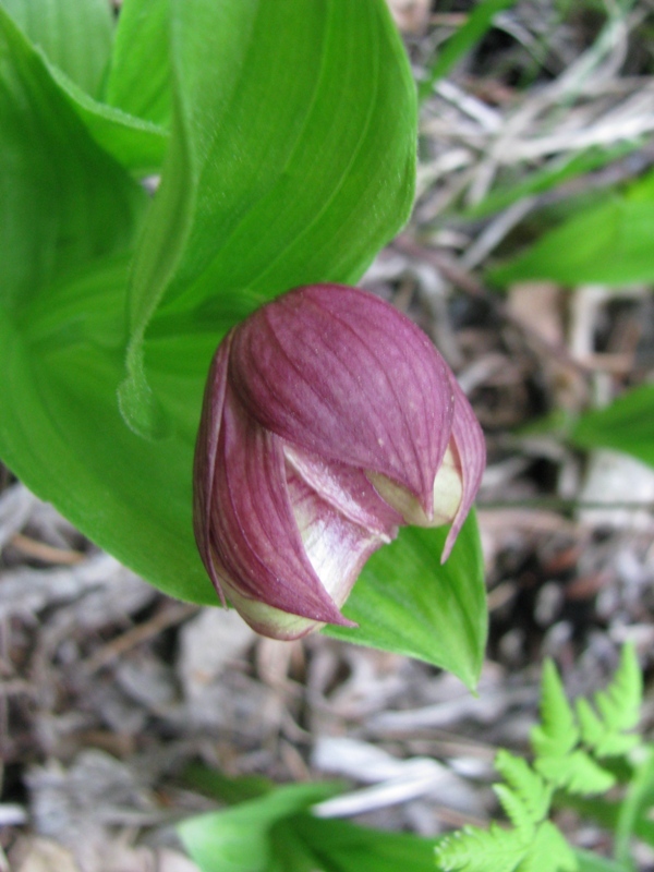 Изображение особи Cypripedium macranthos.