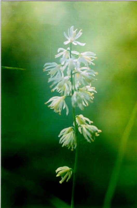 Image of Tofieldia cernua specimen.