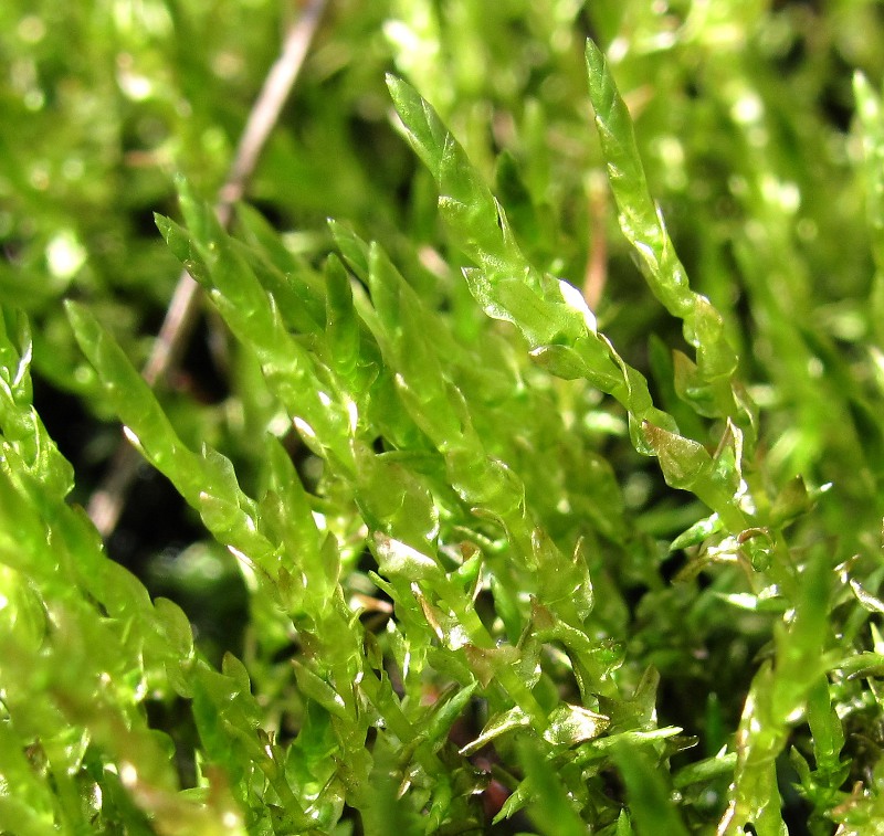 Image of Calliergon cordifolium specimen.