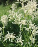 Aconogonon alpinum. Соцветия. Свердловская обл., природный парк \"Оленьи Ручьи\". 22.06.2015.