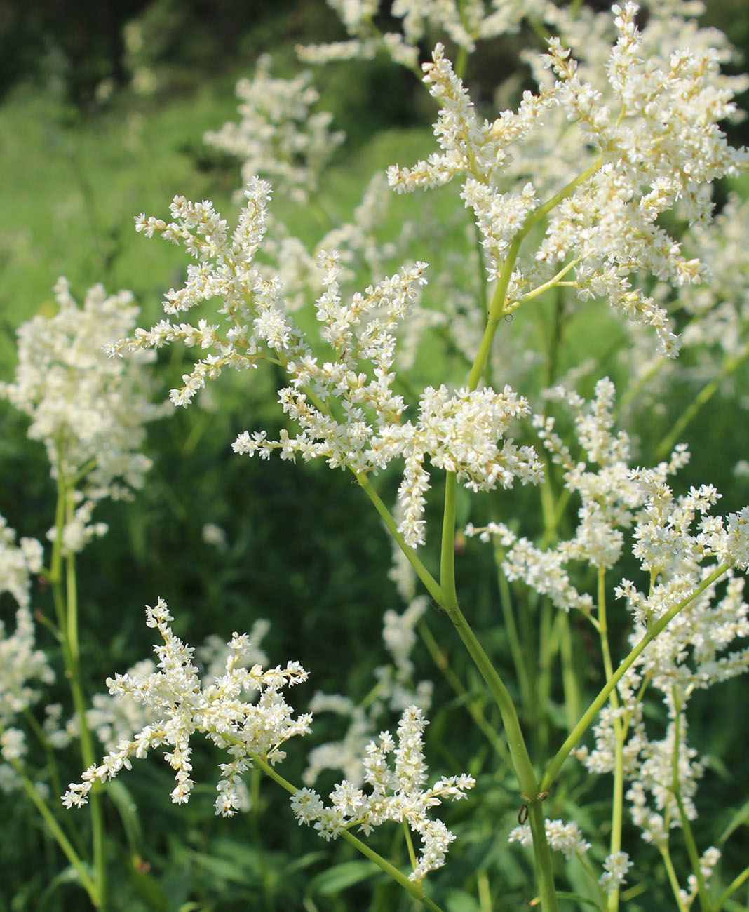 Изображение особи Aconogonon alpinum.