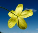 Anemone ranunculoides