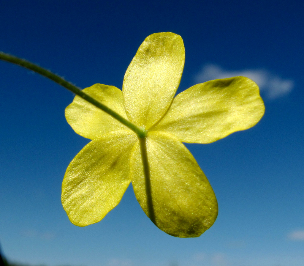 Image of Anemone ranunculoides specimen.