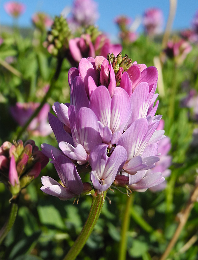 Image of Astragalus rytyensis specimen.