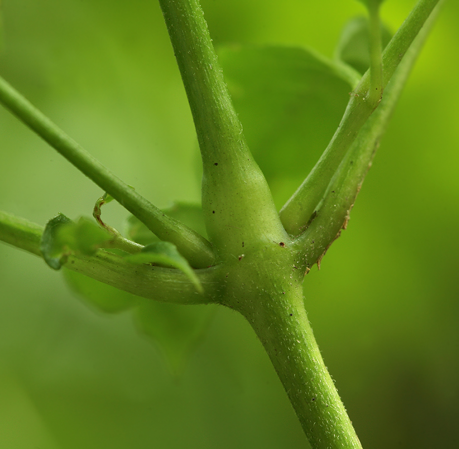 Изображение особи Circaea lutetiana ssp. quadrisulcata.