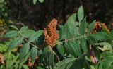 Rhus coriaria. Соплодие и листья. Узбекистан, Ташкентская обл., зап. отр. Чаткальского хр., склон г. Кунгирбука. 23.09.2014.