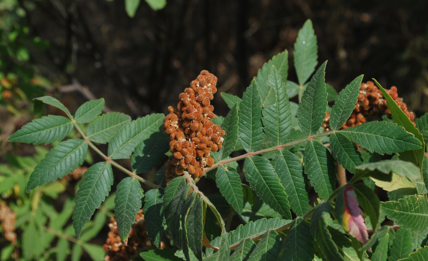 Изображение особи Rhus coriaria.