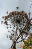 Heracleum sosnowskyi. Верхушка сухого побега с соплодием. Ленинградская обл., Волосовский р-н, окр. дер. Пятая Гора, остатки парка заброшенной усадьбы. Сентябрь 2014 г.