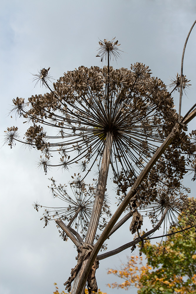 Image of Heracleum sosnowskyi specimen.