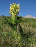 Pedicularis condensata. Цветущее растение. Республика Адыгея, Кавказский биосферный заповедник, склон горы Оштен, выс. ≈ 2100 м н.у.м. 18.07.2015.