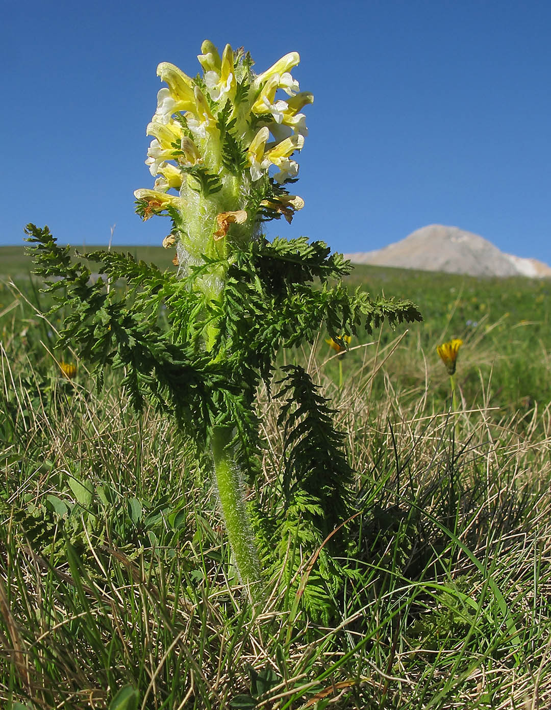 Изображение особи Pedicularis condensata.