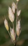 Bromus hordeaceus. Колоски (нижняя часть метёлки). Белгородская обл., окр. пос. Борисовка, у дороги. 02.07.2009.