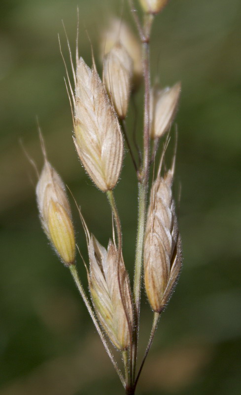 Image of Bromus hordeaceus specimen.