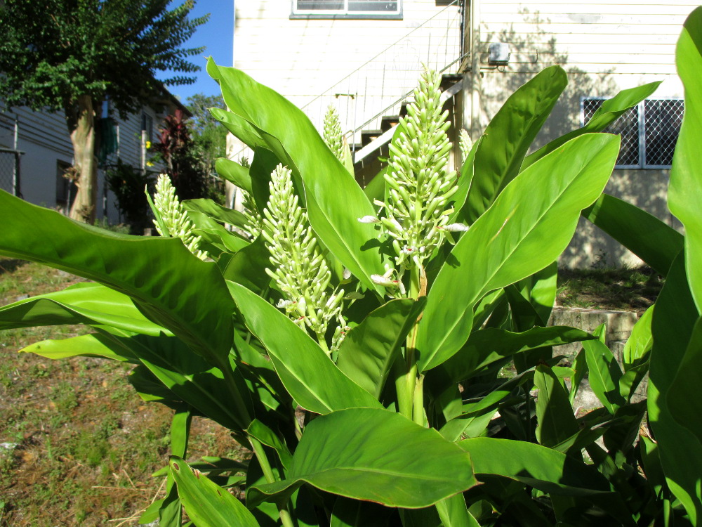 Изображение особи Alpinia galanga.