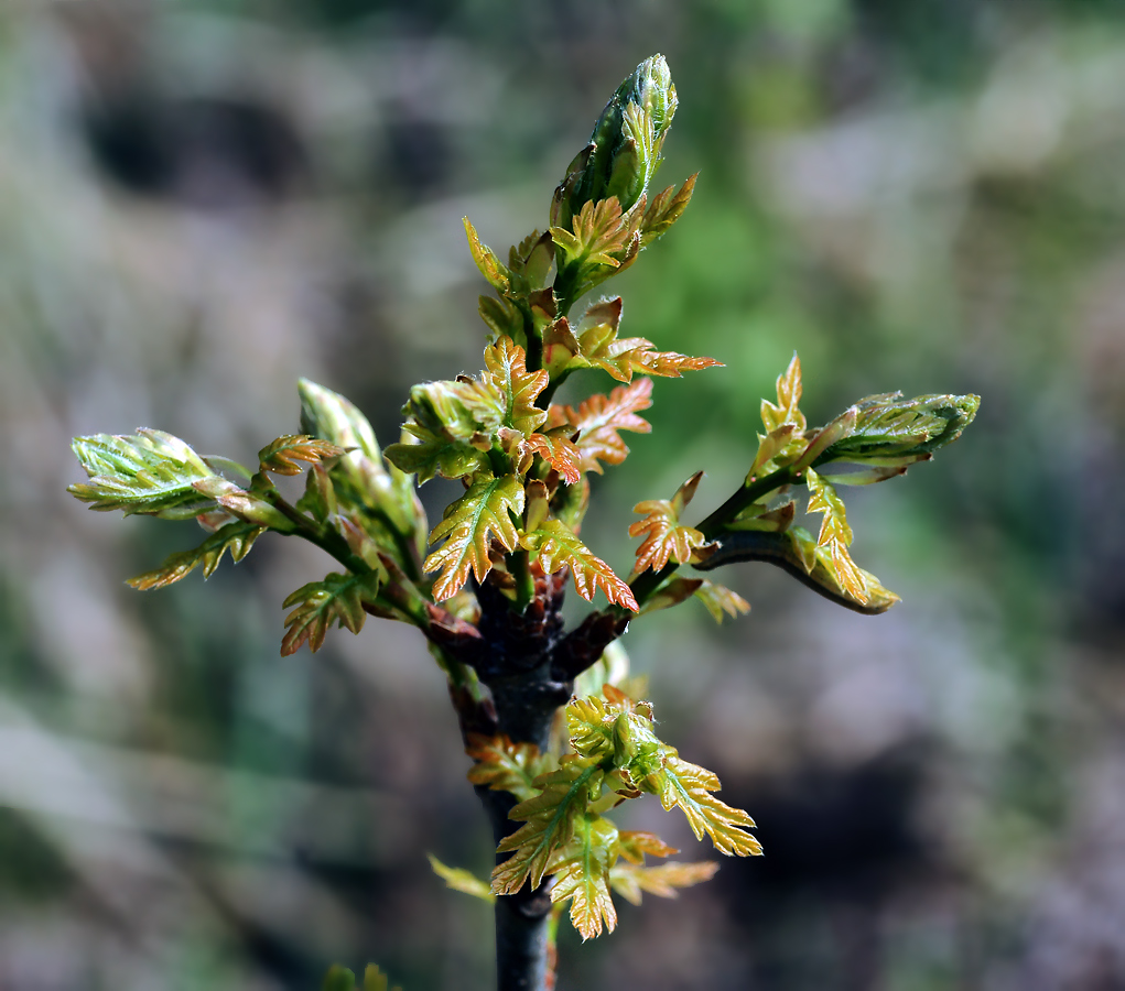 Image of Quercus robur specimen.
