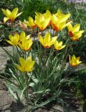 Tulipa разновидность chrysantha