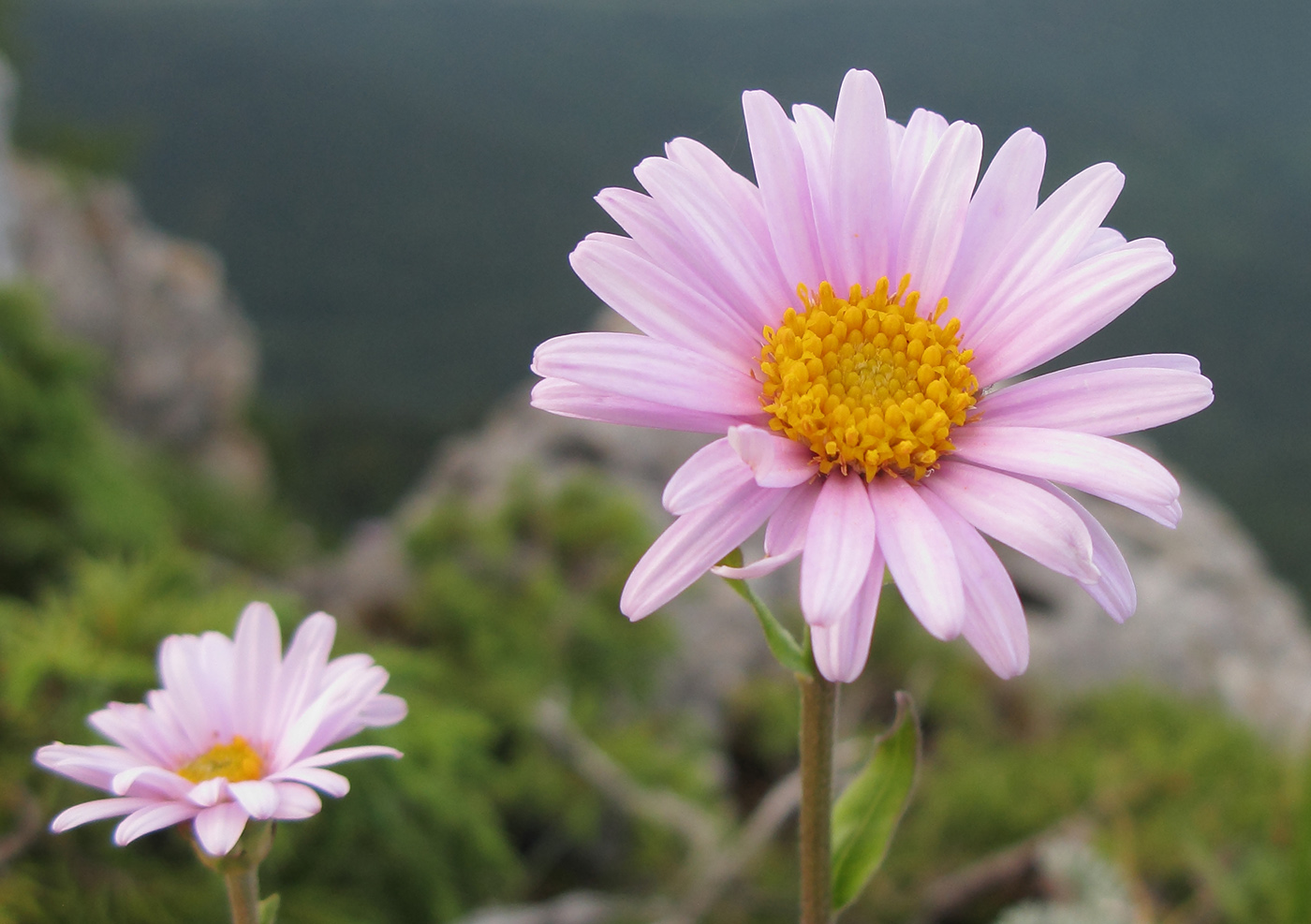 Изображение особи Aster alpinus.