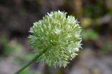 Allium filidens