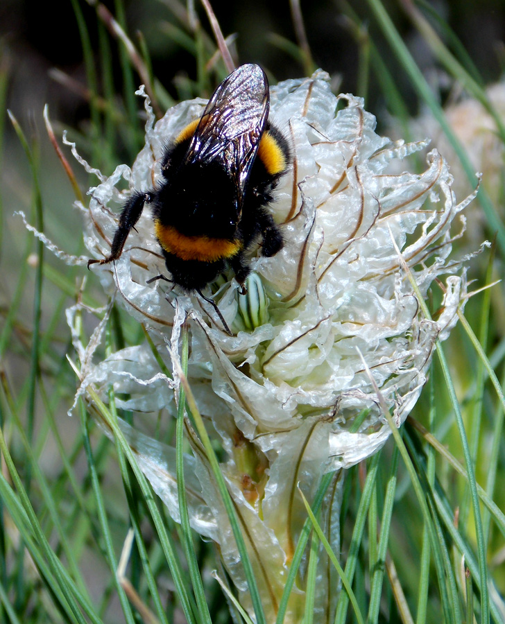 Изображение особи Asphodeline taurica.