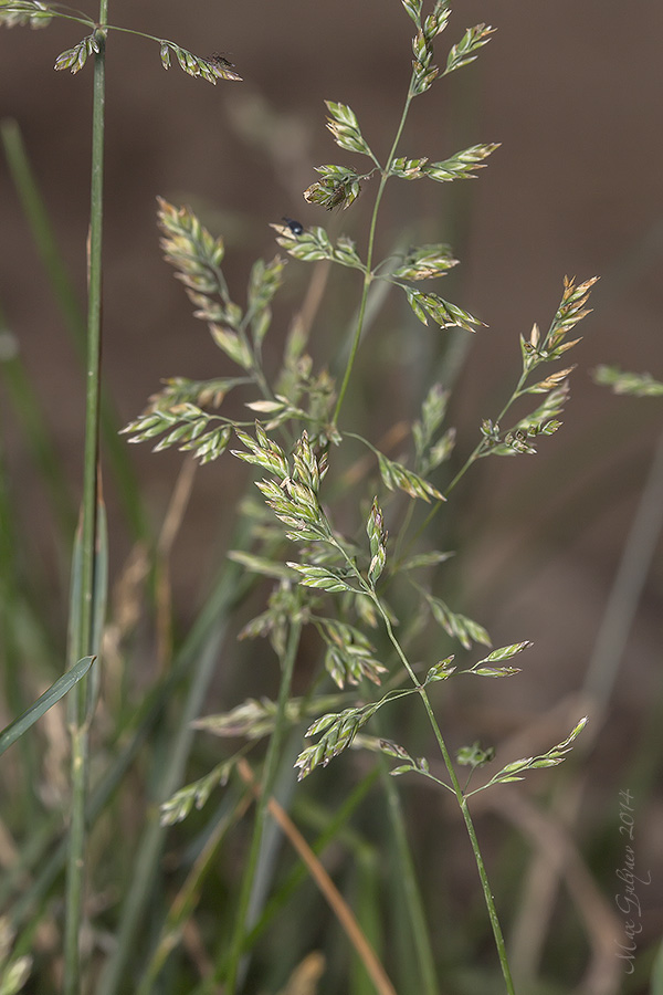 Image of genus Poa specimen.