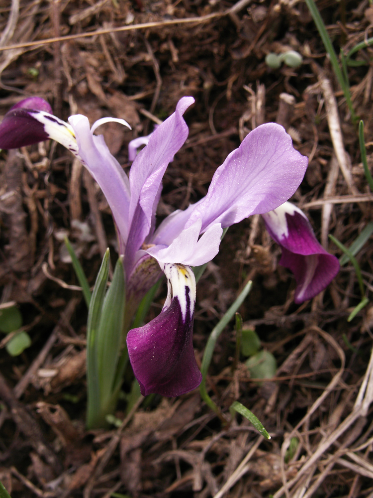 Изображение особи Iridodictyum kolpakowskianum.