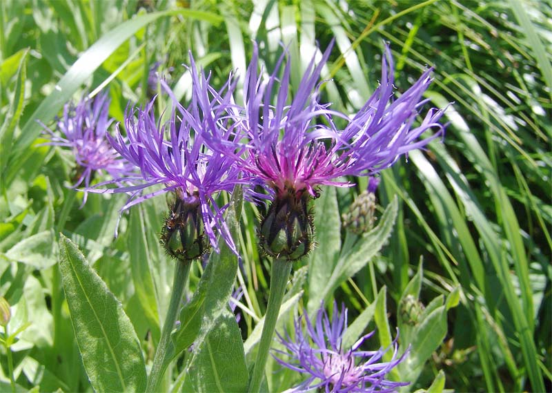 Image of Centaurea nigrofimbria specimen.