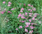Spiraea japonica