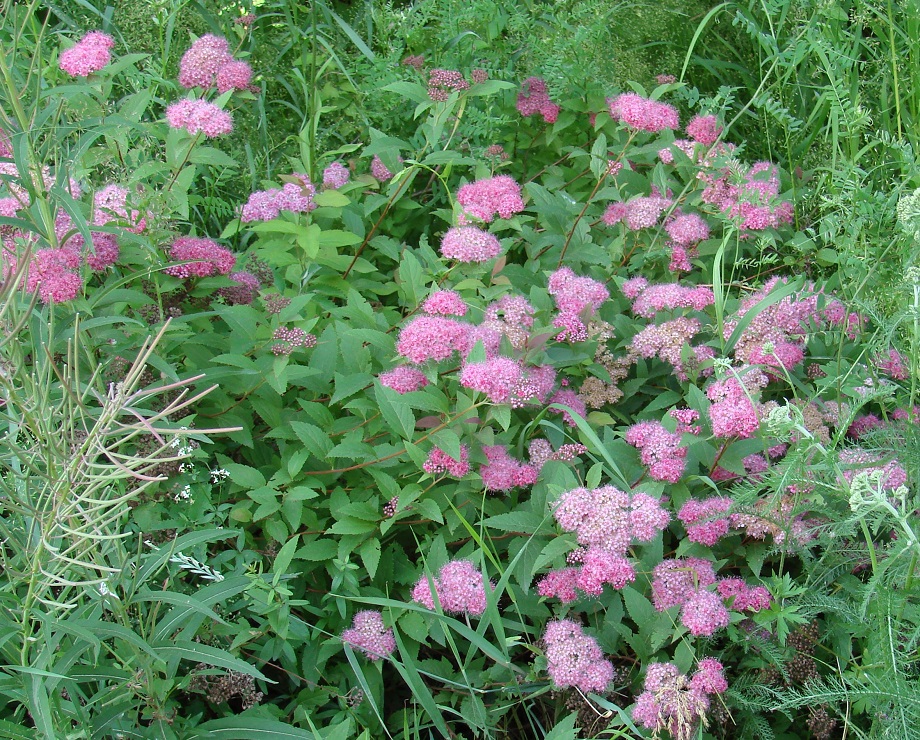 Image of Spiraea japonica specimen.