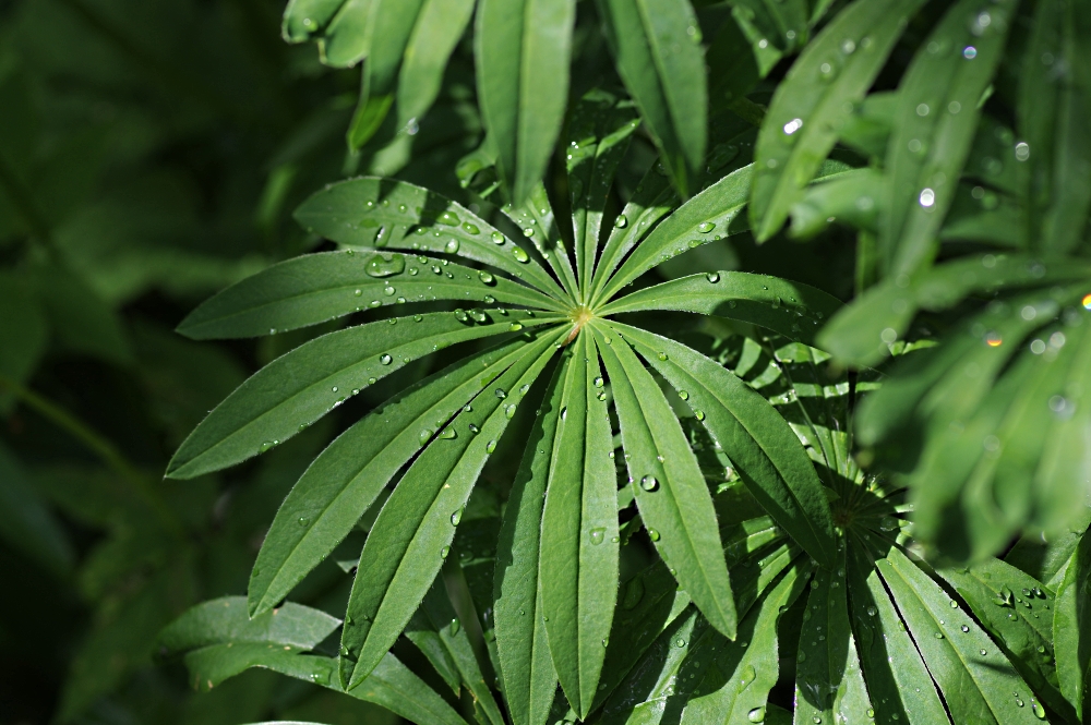 Image of Lupinus &times; regalis specimen.