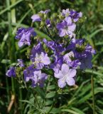 Polemonium caeruleum. Соцветие. Восточный Казахстан, Кокпектинский р-н, 25 км в горы от с. Пантелеймоновка, 1000 м н.у.м., восточный склон сопки. 17.07.2015.