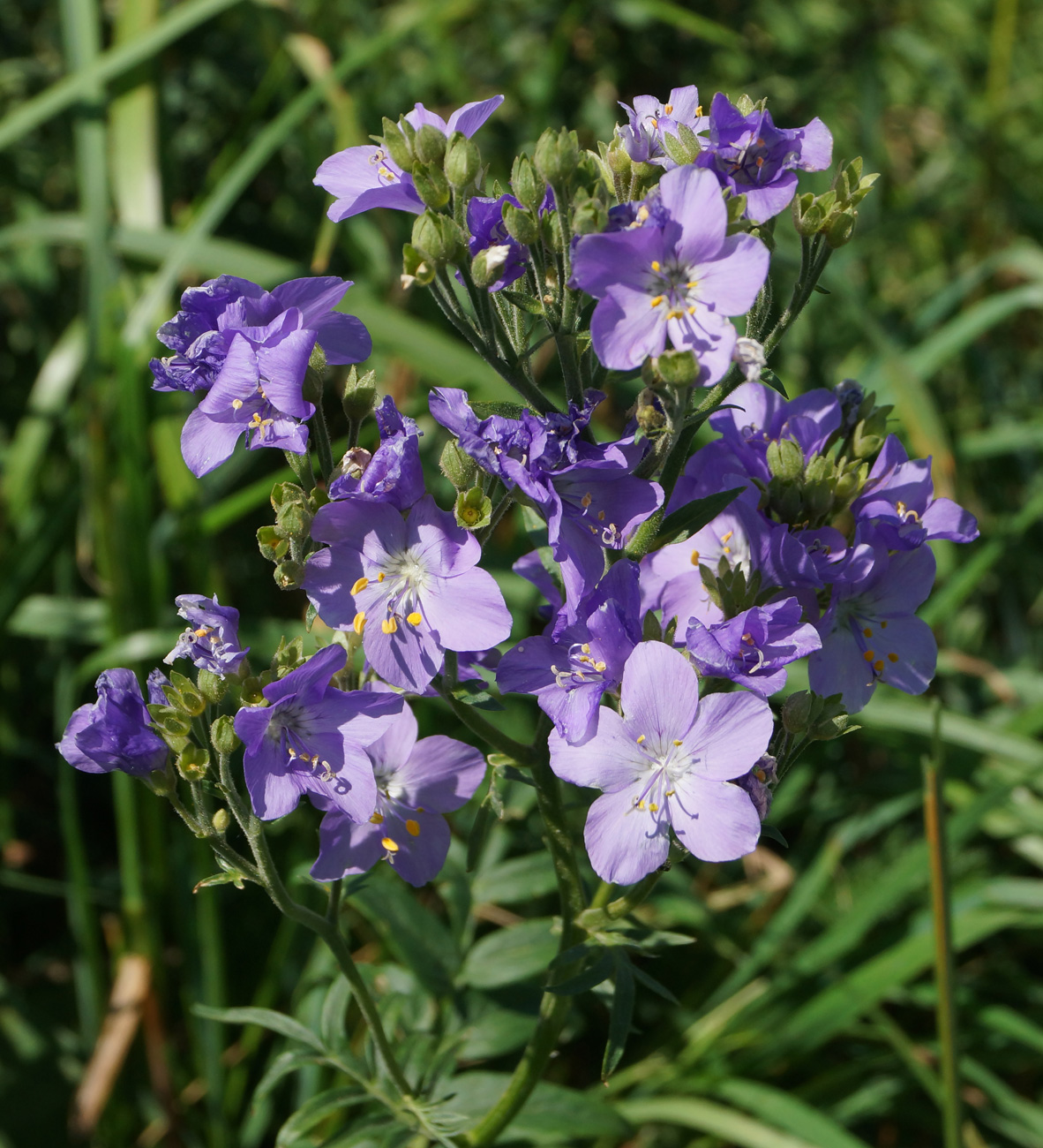 Image of Polemonium caeruleum specimen.