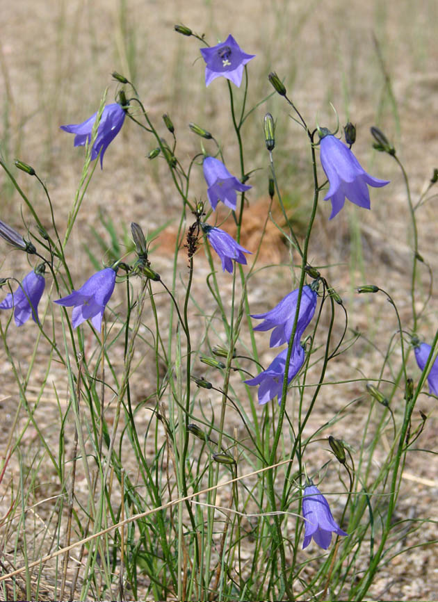 Image of Campanula rotundifolia specimen.