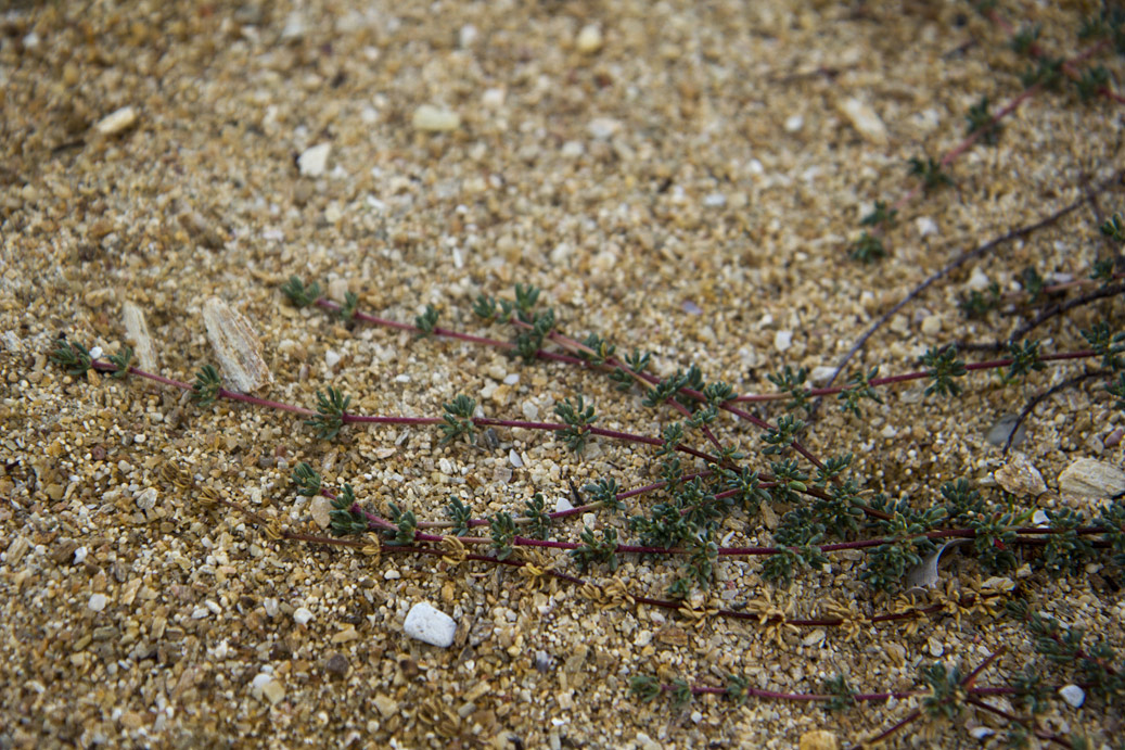 Image of Frankenia hirsuta specimen.