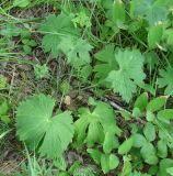 Delphinium crassifolium. Нижние листья. Иркутская обл., Иркутский р-н, окр. с. Смоленщина, р. Иркут, в колке. 16.07.2015.