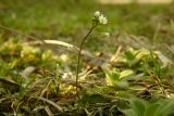 Erophila verna. Цветущее растение. Республика Адыгея, г. Майкоп, лужайка во дворе дома. 24.02.2016.