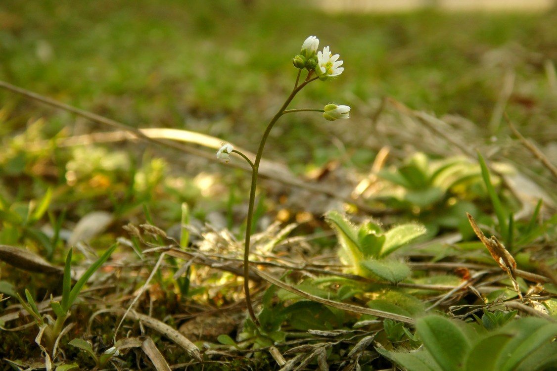 Image of Erophila verna specimen.