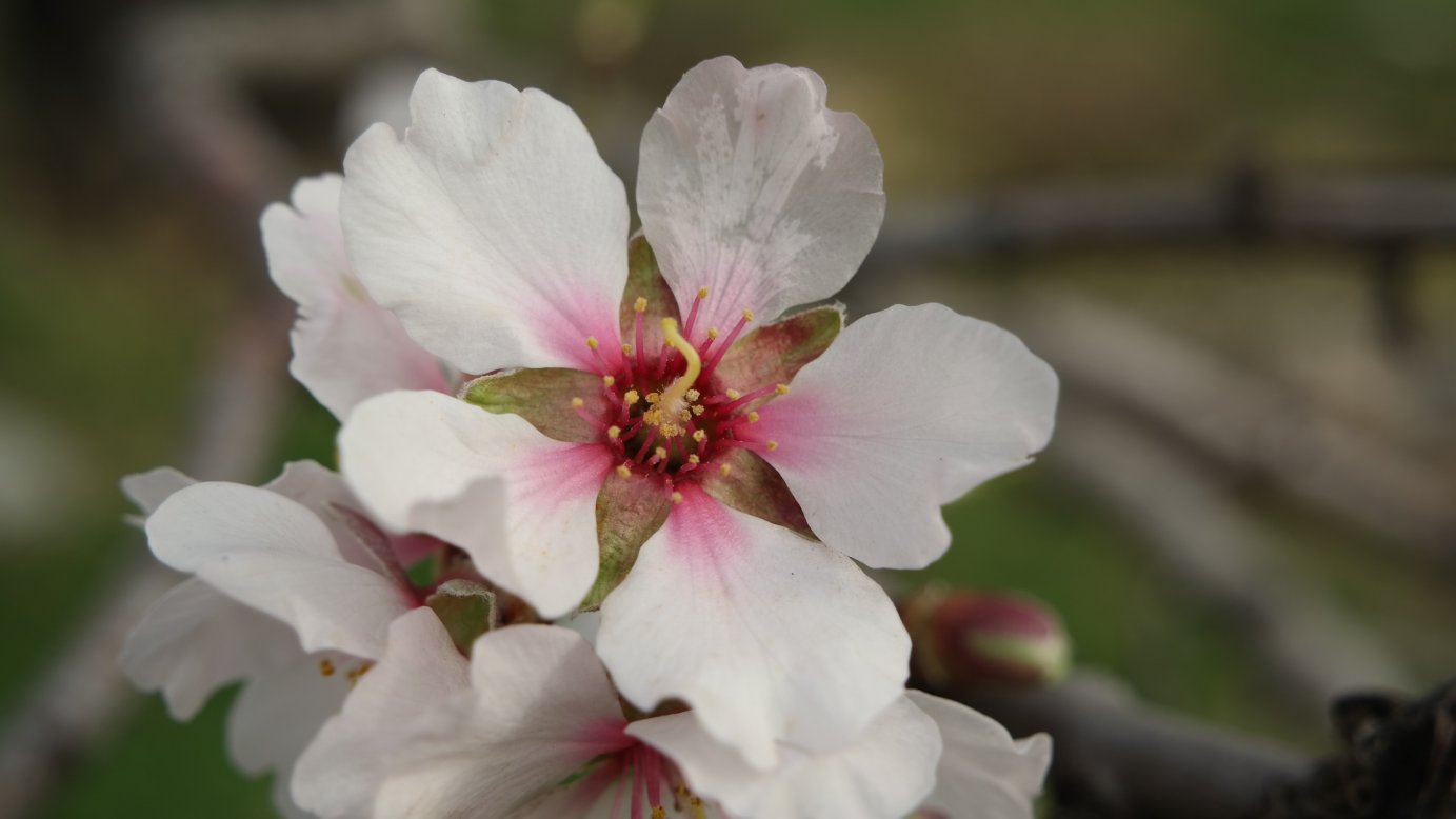 Изображение особи Amygdalus communis.